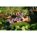 BLUEBERRIES  275 Gram Punnet Hastings Grown